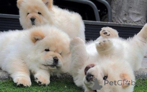 Photo №1. chow chow - for sale in the city of Tallinn | negotiated | Announcement № 162259