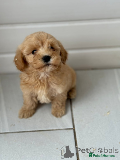 Photo №1. poodle (toy) - for sale in the city of Berlin | 568$ | Announcement № 167627