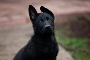 Photo №2 to announcement № 4575 for the sale of german shepherd - buy in Ukraine private announcement