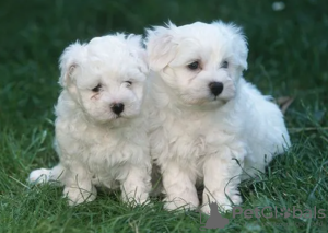 Photo №1. bichon frise - for sale in the city of Prague | negotiated | Announcement № 96388