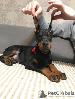 Additional photos: Doberman puppies