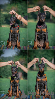 Photo №1. dobermann - for sale in the city of Loznica | negotiated | Announcement № 112796