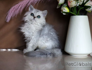 Photo №2 to announcement № 43861 for the sale of selkirk rex longhair - buy in Russian Federation private announcement, from nursery, breeder