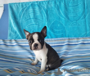 Additional photos: Boston Terrier