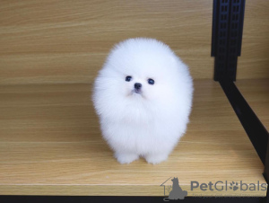 Photo №1. pomeranian - for sale in the city of Франкфурт-на-Майне | 423$ | Announcement № 104068