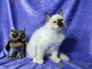 Photo №2 to announcement № 78409 for the sale of birman - buy in Uzbekistan from nursery