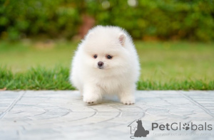 Photo №1. pomeranian - for sale in the city of Emilianów | negotiated | Announcement № 168290