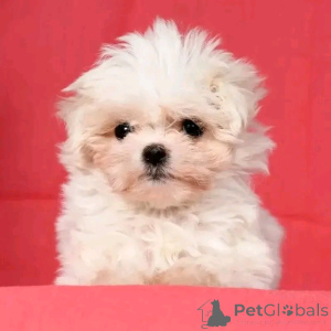 Photo №3. Malteserwelpen zur Adoption verfügbar. Germany