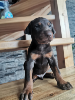 Photo №4. I will sell dobermann in the city of Anapa. breeder - price - 470$