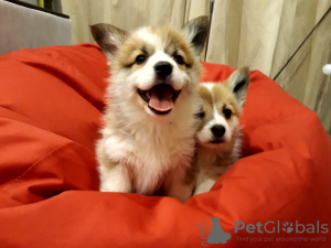 Photo №1. welsh corgi - for sale in the city of Grodno | 783$ | Announcement № 18070
