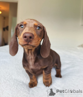 Photo №1. dachshund - for sale in the city of Montsegur | negotiated | Announcement № 173315