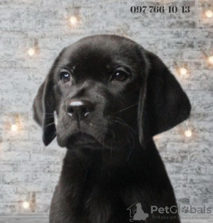 Photo №1. labrador retriever - for sale in the city of Dnipro | 265$ | Announcement № 85479