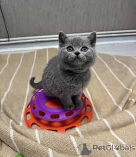 Photo №1. british shorthair - for sale in the city of Barsel | negotiated | Announcement № 156360