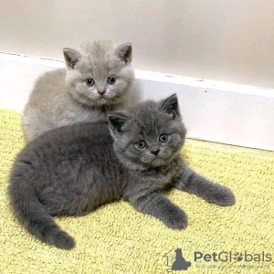 Photo №1. british shorthair - for sale in the city of Helsinki | 370$ | Announcement № 107784