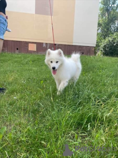 Photo №1. samoyed dog - for sale in the city of Grodno | 1000$ | Announcement № 7245