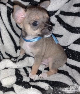 Photo №4. I will sell chihuahua in the city of Белгород-Днестровский. private announcement, breeder - price - negotiated