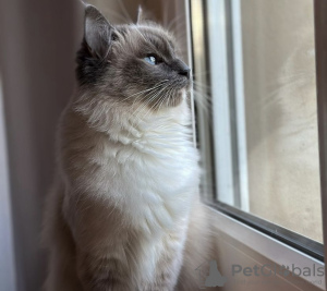 Photo №2 to announcement № 109751 for the sale of birman - buy in Germany private announcement, breeder