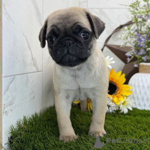 Photo №1. puggle - for sale in the city of Badenheim | 329$ | Announcement № 151477
