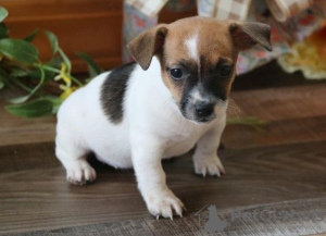 Photo №1. jack russell terrier - for sale in the city of Jindrichuv Hradec | negotiated | Announcement № 96503