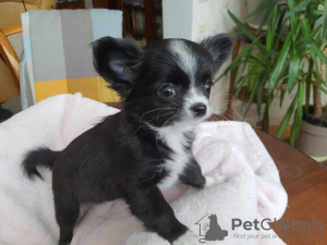Photo №1. chihuahua - for sale in the city of Kiev | 397$ | Announcement № 9531
