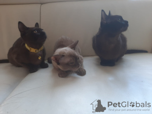 Photo №1. burmese cat - for sale in the city of Амстердам | 951$ | Announcement № 40415