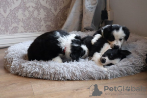 Photo №1. border collie - for sale in the city of Hannover | 370$ | Announcement № 74424