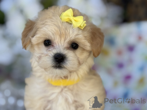 Photo №1. maltipu - for sale in the city of Thuringenhausen | 847$ | Announcement № 150190