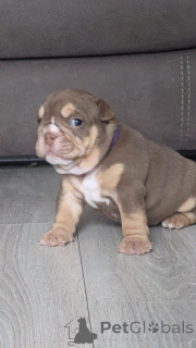 Photo №3. Acești frumoși pui de Bulldog Englez. Romania