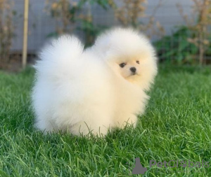 Photo №1. pomeranian - for sale in the city of Wolfsburg | 280$ | Announcement № 117480