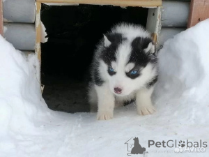 Photo №2 to announcement № 162524 for the sale of siberian husky - buy in Germany breeder