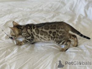 Photo №1. bengal cat - for sale in the city of Ливерпуль | negotiated | Announcement № 36697