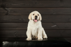 Photo №1. labrador retriever - for sale in the city of Tomsk | 810$ | Announcement № 6458