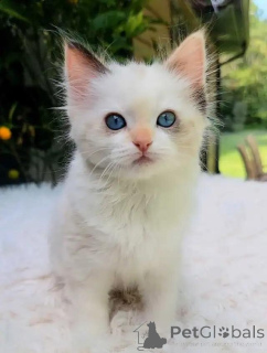 Photo №4. I will sell ragdoll in the city of Rhine-Palatz. private announcement - price - 599$