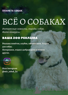 Photo №2 to announcement № 7397 for the sale of non-pedigree dogs - buy in Russian Federation private announcement