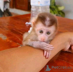 Photo №2 to announcement № 131974 for the sale of  - buy in United States private announcement