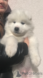 Additional photos: Samoyed premium puppies