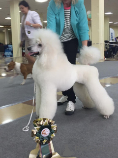 Photo №2 to announcement № 9713 for the sale of poodle (royal) - buy in Russian Federation from nursery