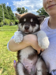 Photo №1. alaskan malamute - for sale in the city of Amityville | 670$ | Announcement № 176230