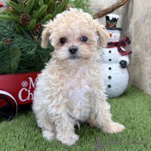 Photo №2 to announcement № 160902 for the sale of poodle (toy) - buy in United Kingdom private announcement