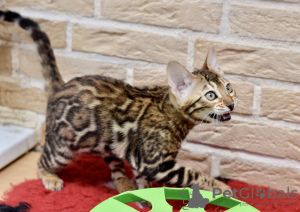 Photo №2 to announcement № 8970 for the sale of bengal cat - buy in Belarus from nursery, breeder