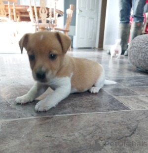 Photo №4. I will sell jack russell terrier in the city of Boğazköy. private announcement - price - Is free