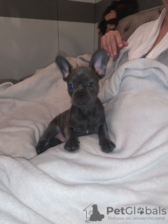 Photo №3. Cute French Bulldog puppies available for Loving homes. Germany