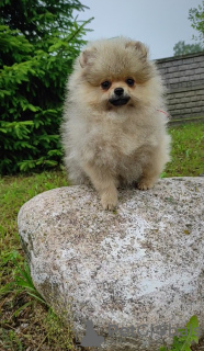 Additional photos: Pomeranian Spitz, puppies. Mini bears