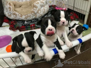 Photo №3. Boston Terrier puppies ready for a new home. Germany