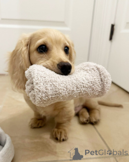 Photo №2 to announcement № 144409 for the sale of dachshund - buy in Germany breeder