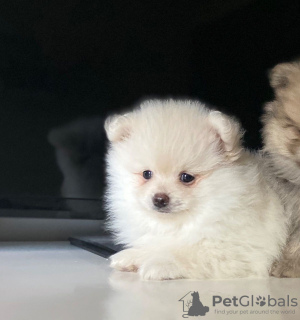 Photo №3. 2 Vaccinated Pomeranian Puppies available Now for sale. Netherlands