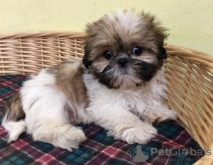 Photo №2 to announcement № 30195 for the sale of shih tzu - buy in Germany 