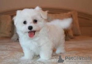 Photo №2 to announcement № 126964 for the sale of maltese dog - buy in Germany private announcement