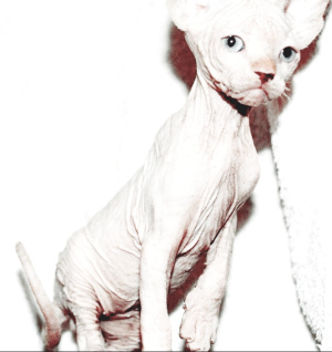 Photo №4. I will sell sphynx-katze in the city of Greater Sochi. breeder - price - 250$