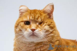 Photo №2 to announcement № 168740 for the sale of  - buy in Russian Federation from the shelter
